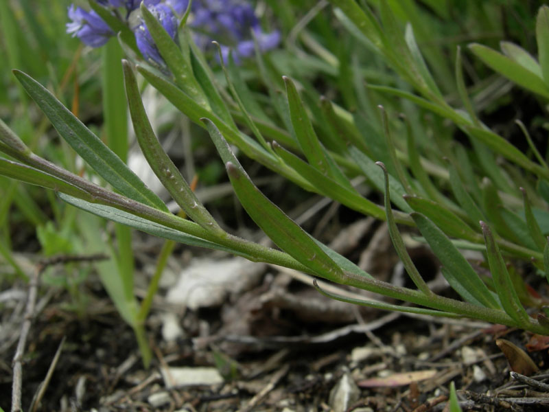 da determinare....Polygala sp.
